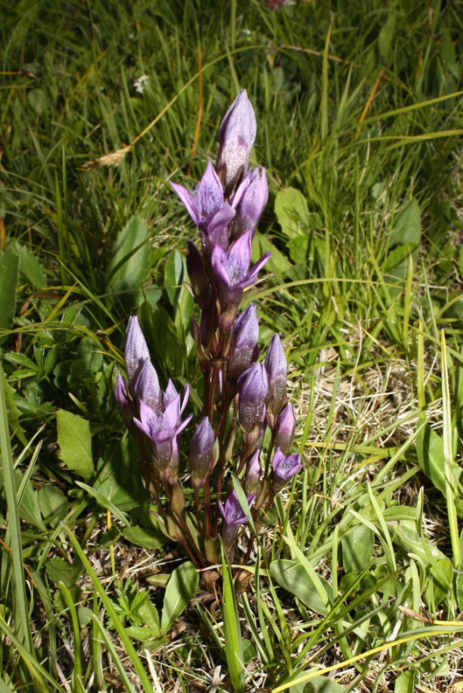 Gentianella ramosa